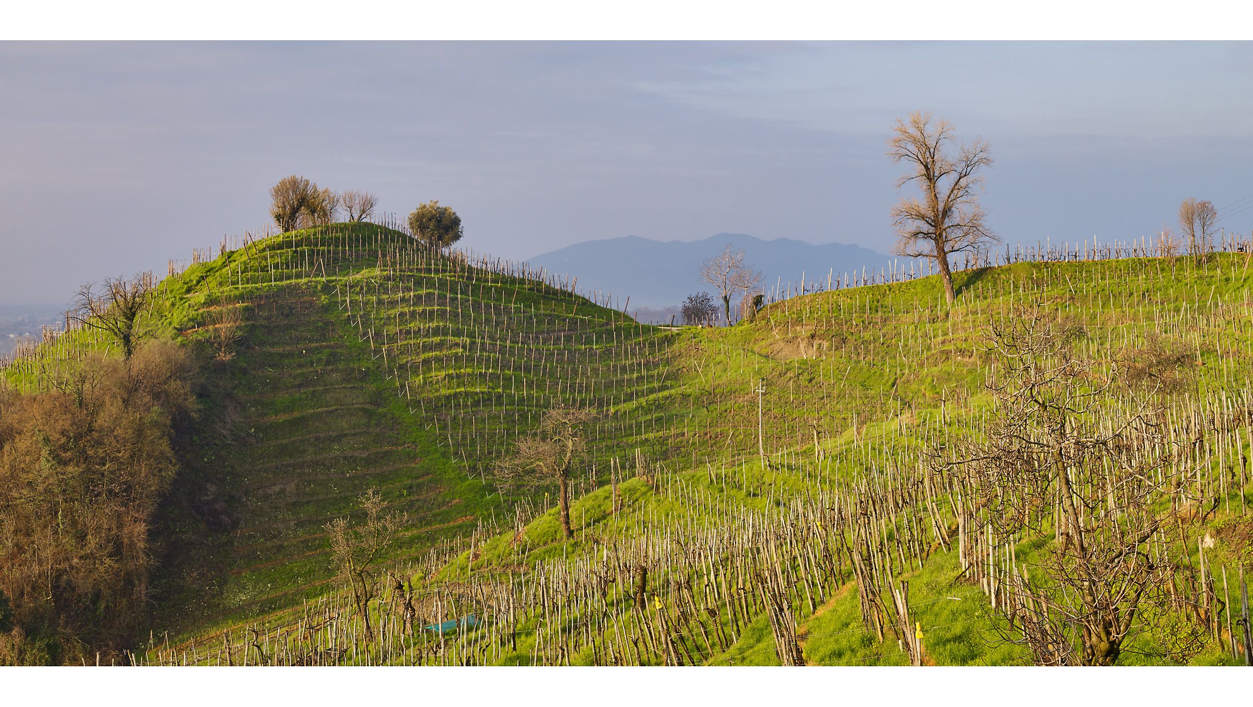 VINEYARDS  .  VALDOBBIADENE