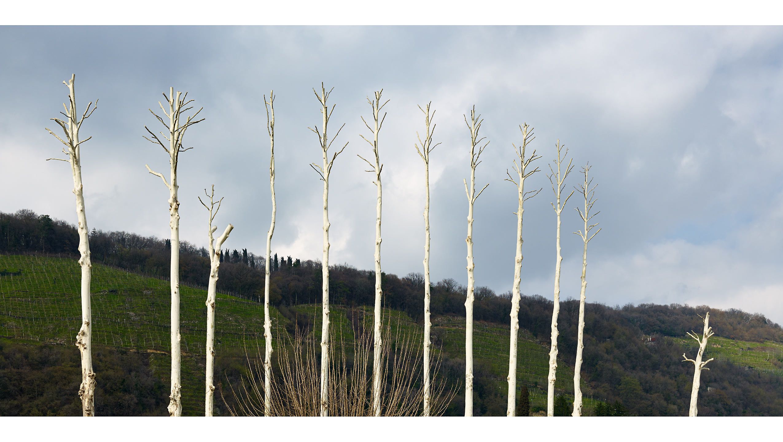 PLEACHED SYCAMORES  .  FARRA DI SOLITO  .  TREVISO