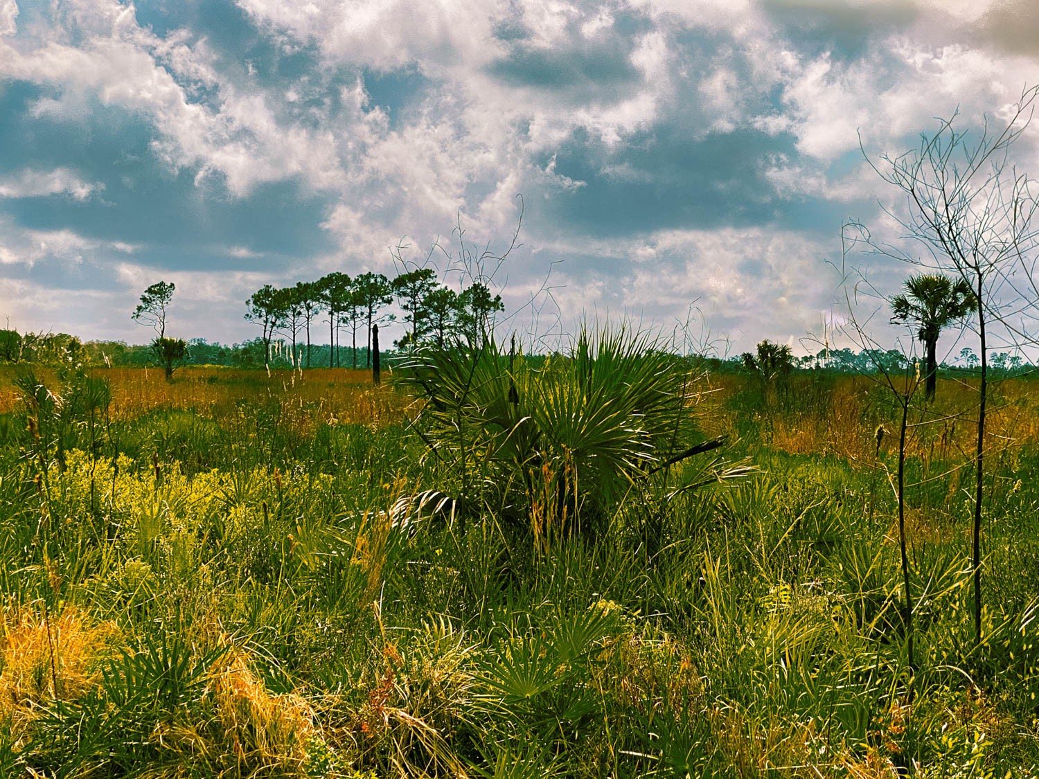 Myakka-first-10.jpg