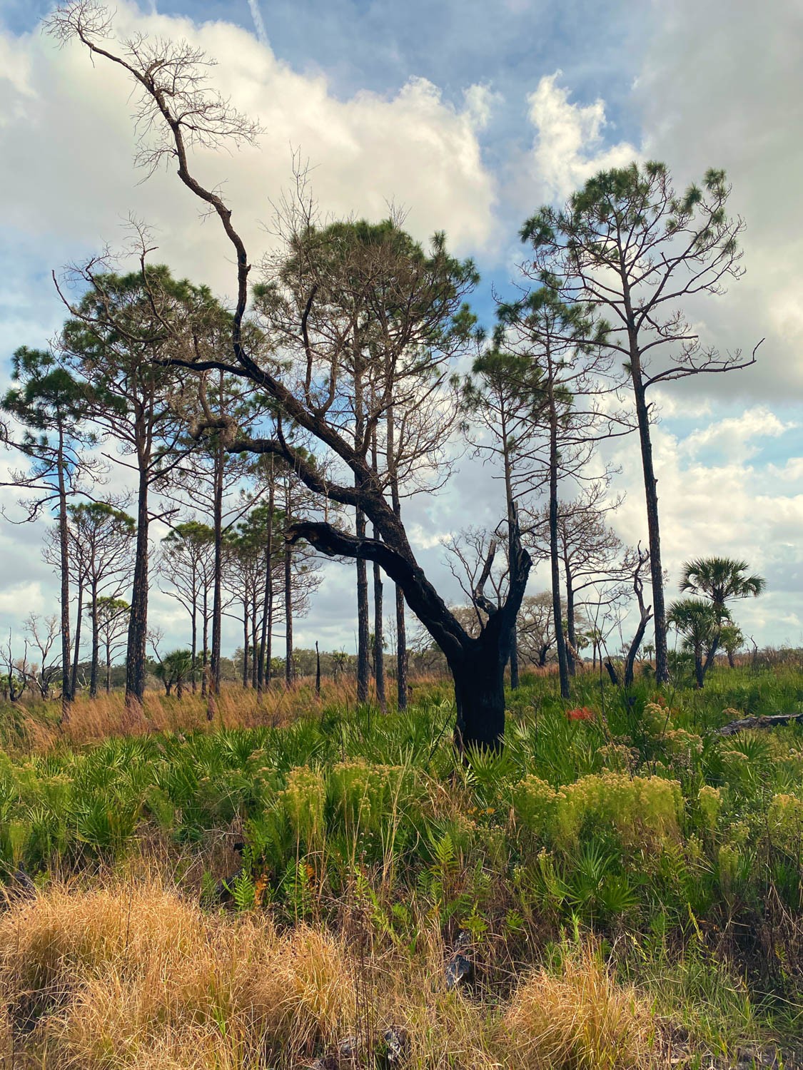 Myakka-first-5.jpg