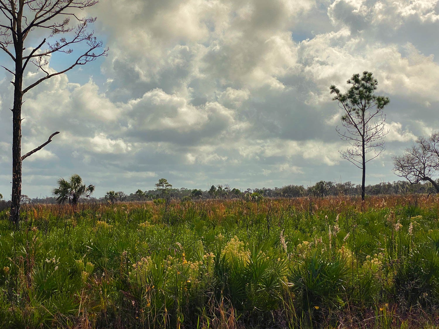 Myakka-first-11.jpg