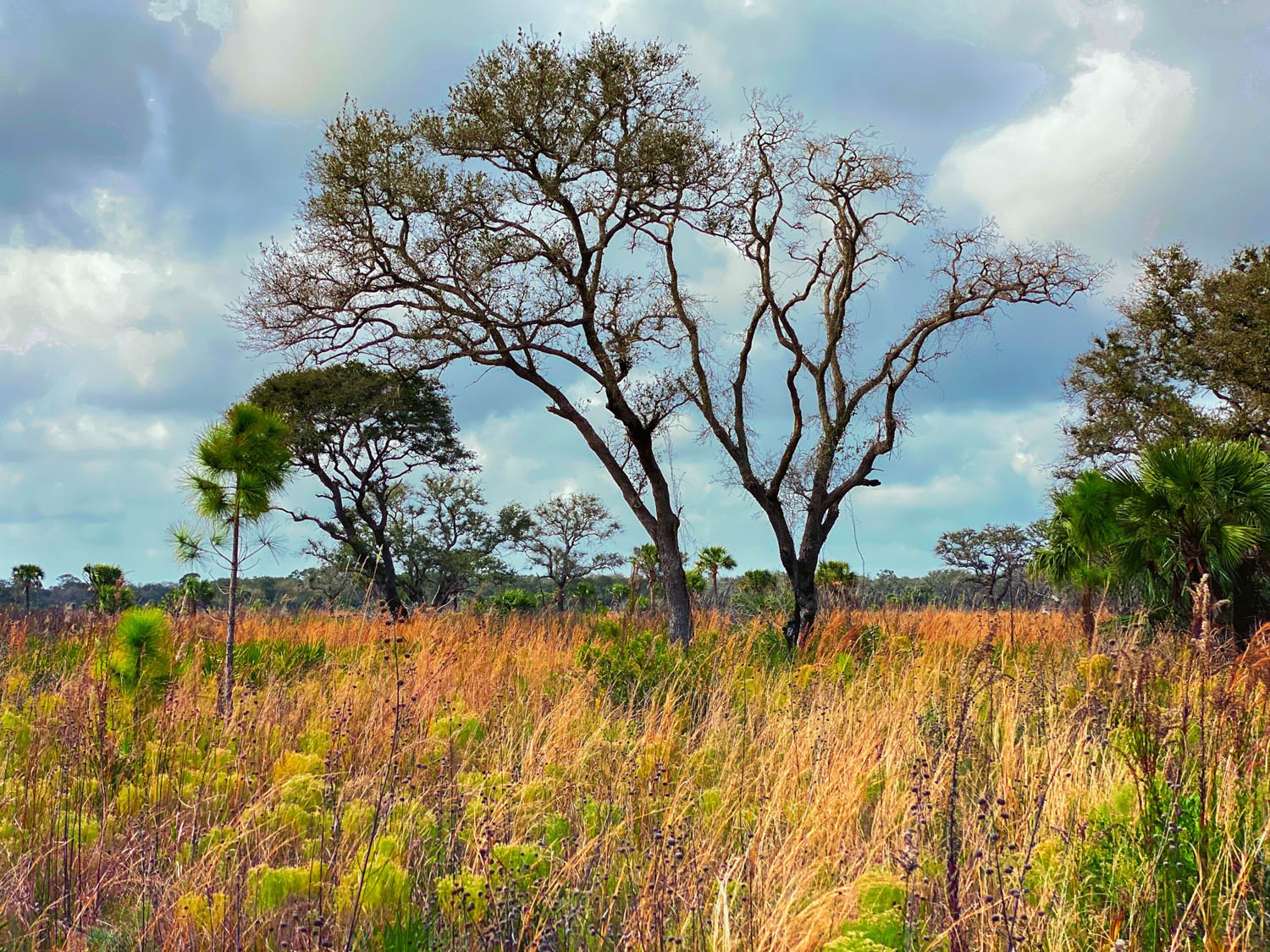 Myakka-first-9.jpg