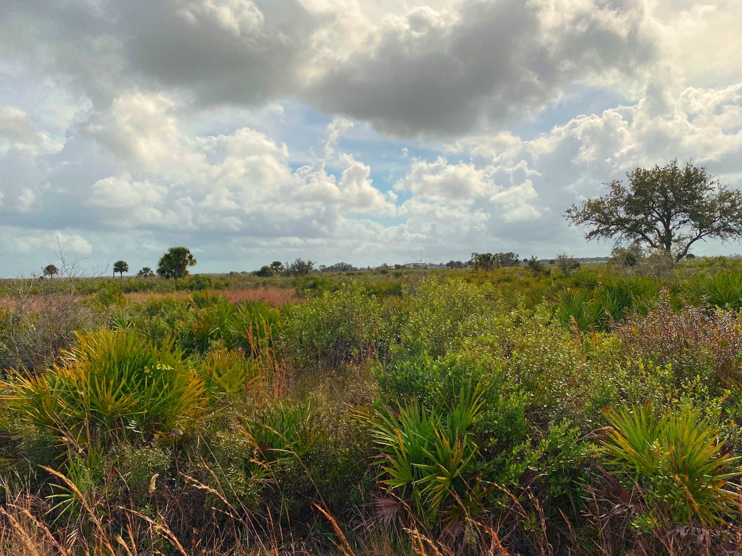 Myakka-first-17.jpg