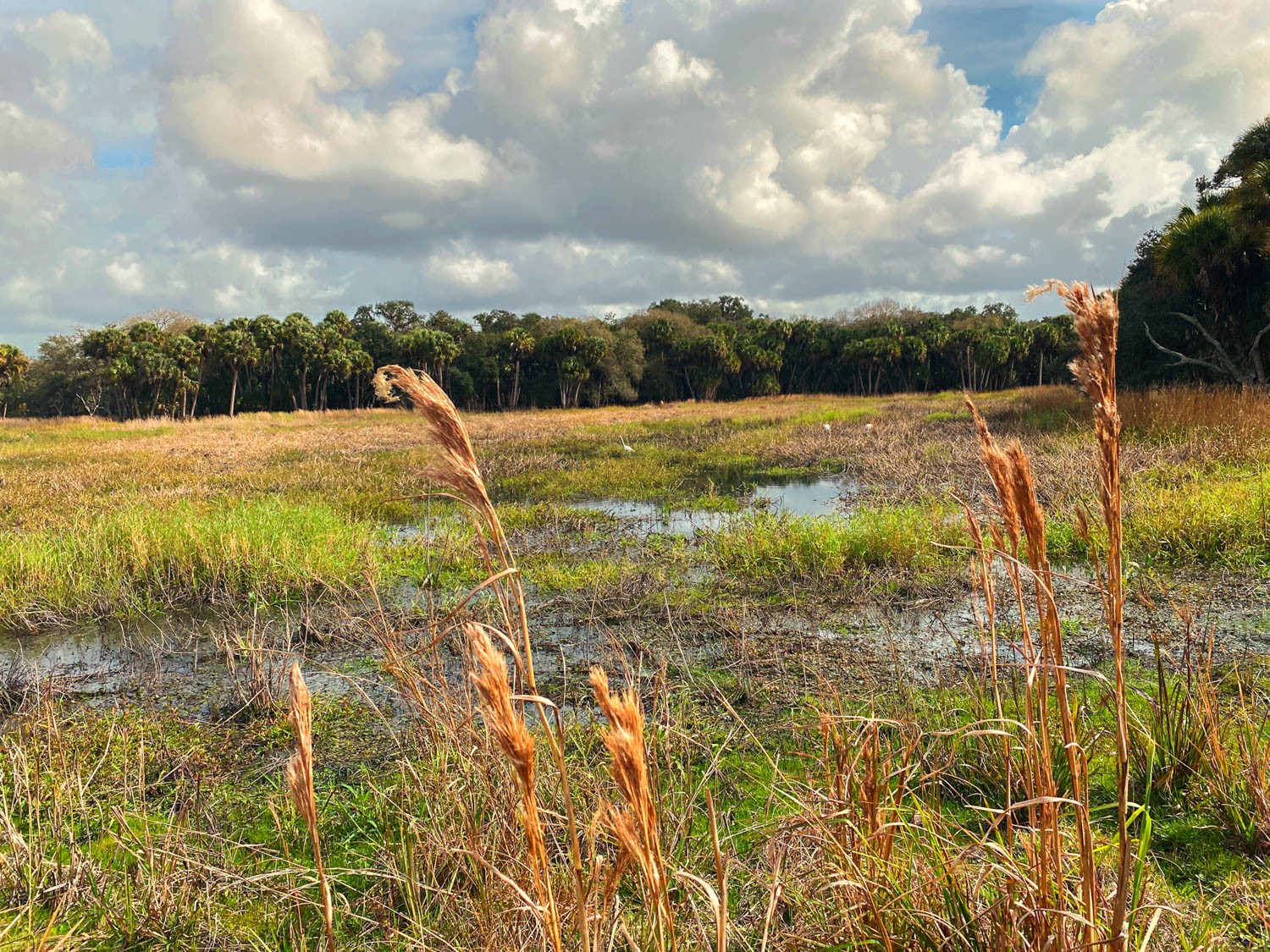 Myakka-first-14.jpg