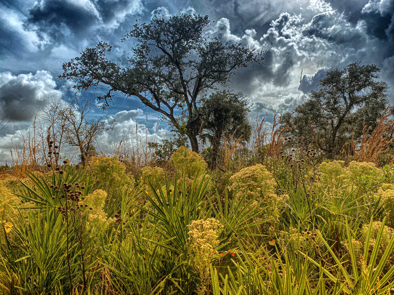 Myakka-first-23.jpg