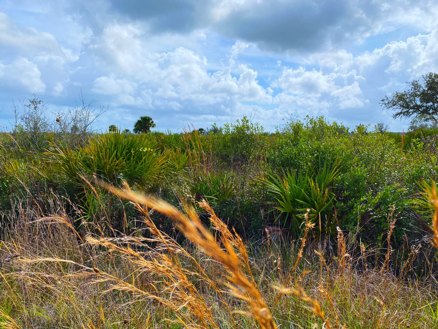 Myakka-first-18.jpg