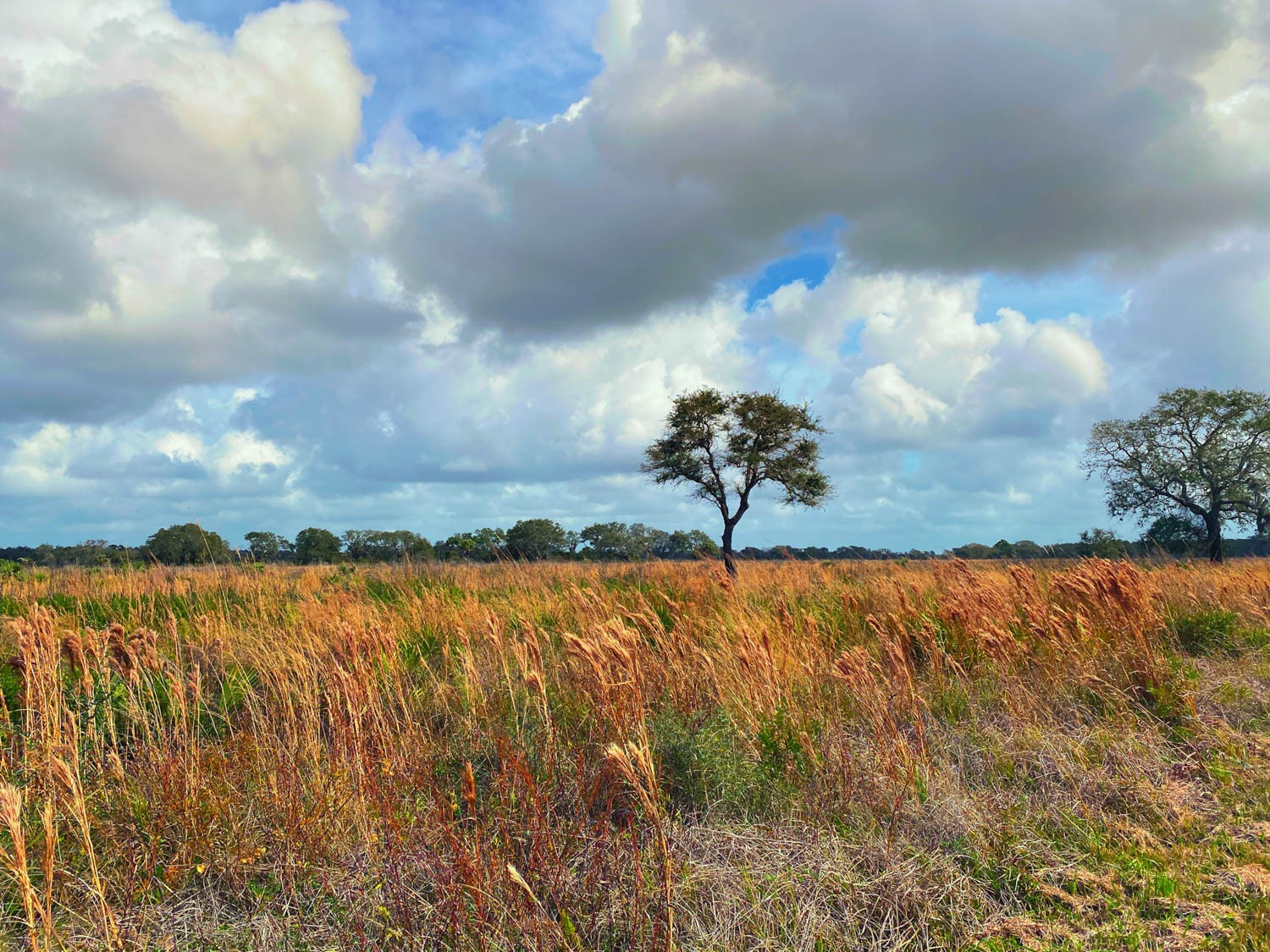 Myakka-first-8.jpg
