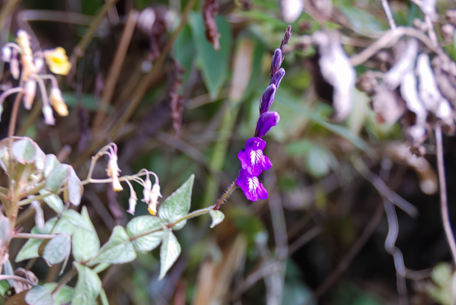 DSC_0743-4-Edit.jpg