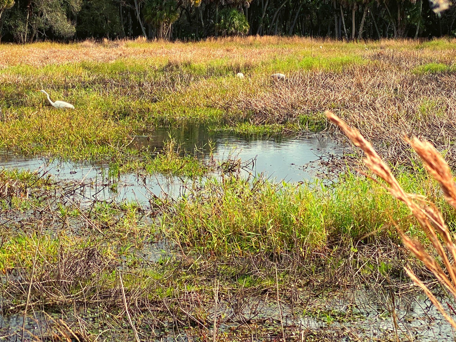Myakka-first-15.jpg