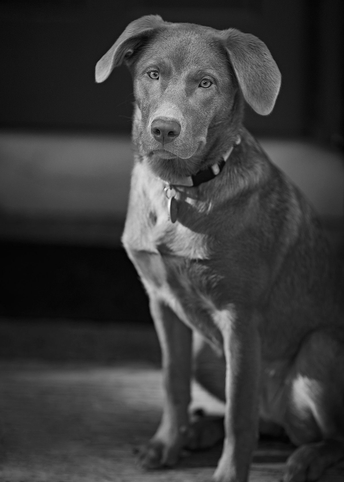 Piper - Silver Labrador puppy