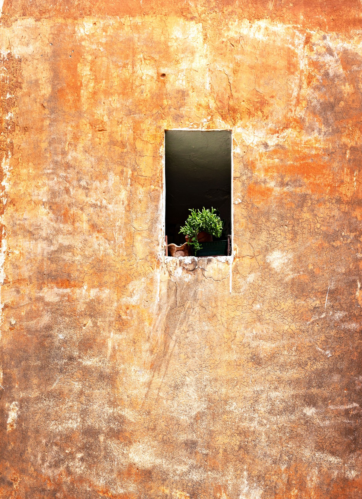 Window with Plant - Rome, Italy