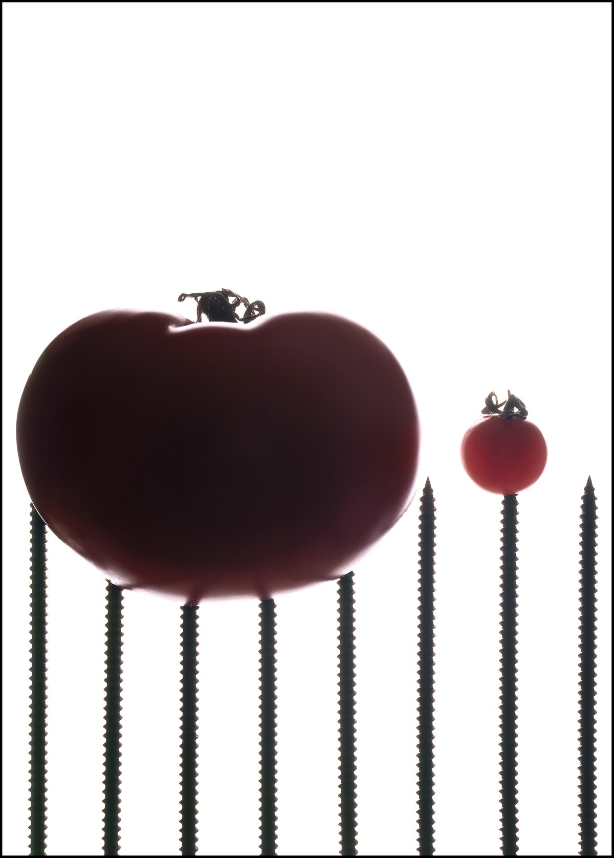 Tomatoes and Screws