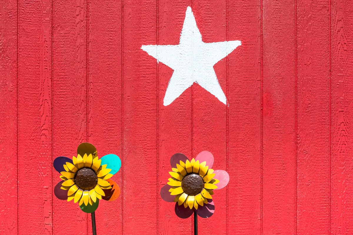 Sunflowers - Fredericksburg, TX