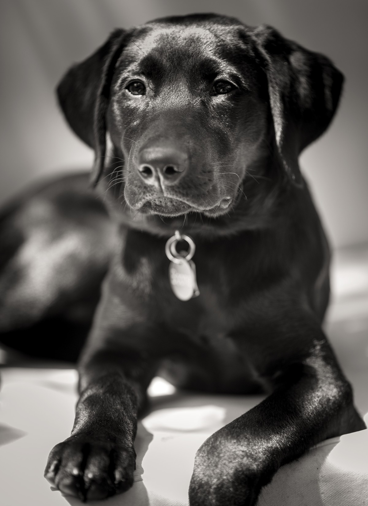 Boone - Black Labrador puppy