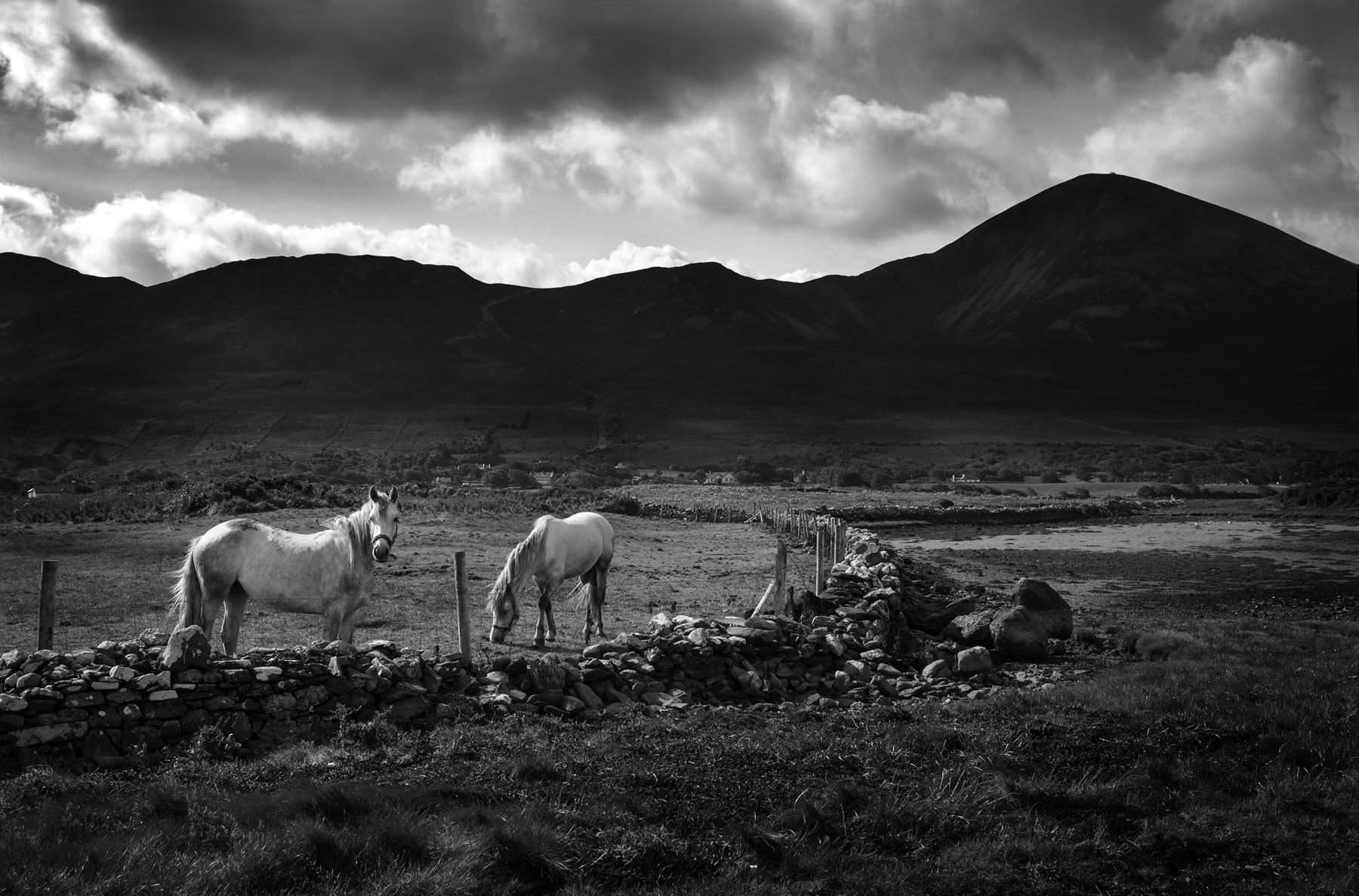 Croagh Patrick and Horses ,County Mayo, Ireland