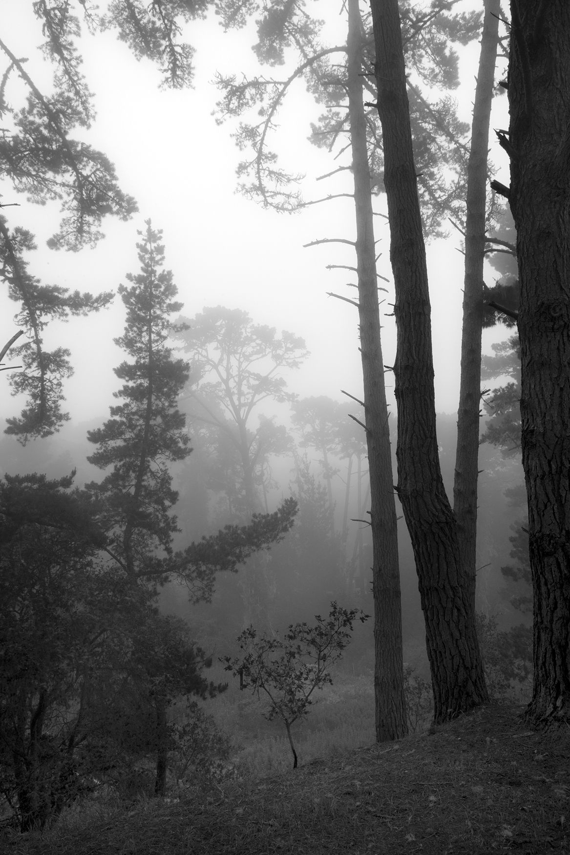 Morning Fog Cypress Point California.jpg