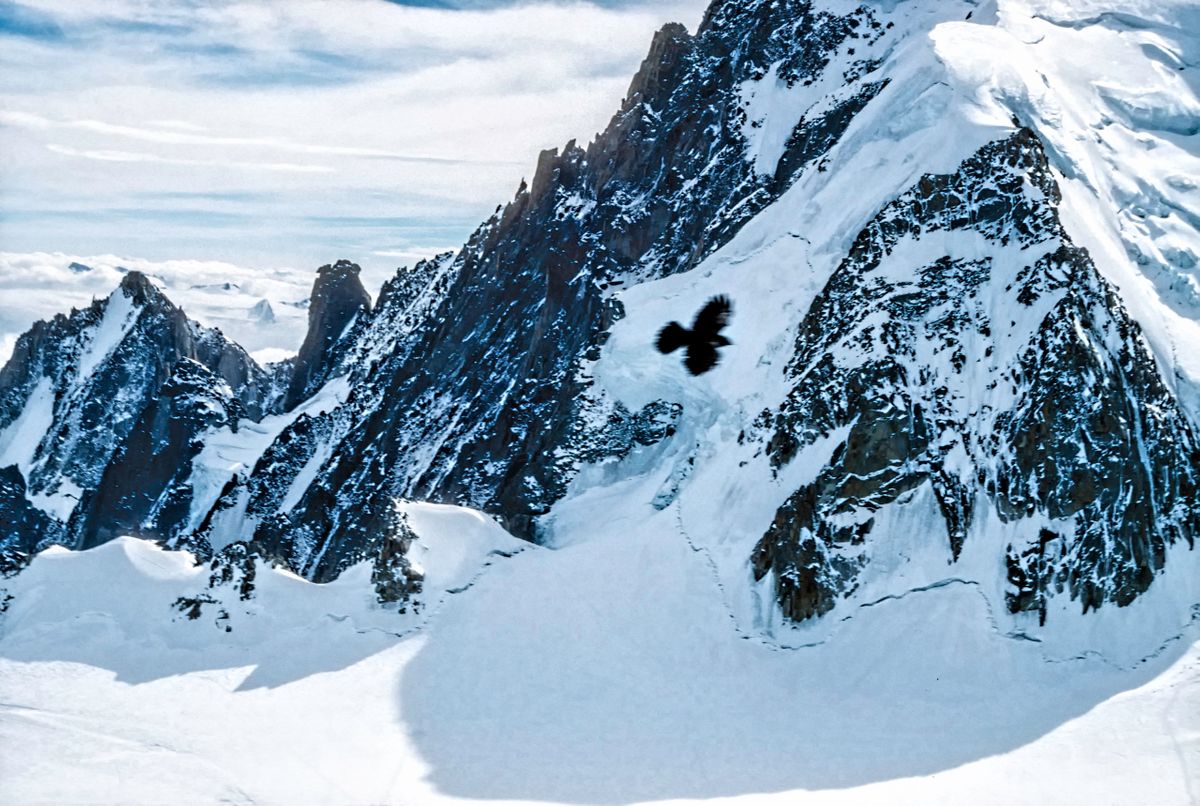 No matter where you go, sooner or later, comes the crow. Blurry Crow on Mont Blanc, France.