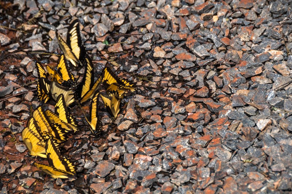 Yellow butterflies and red rocks.