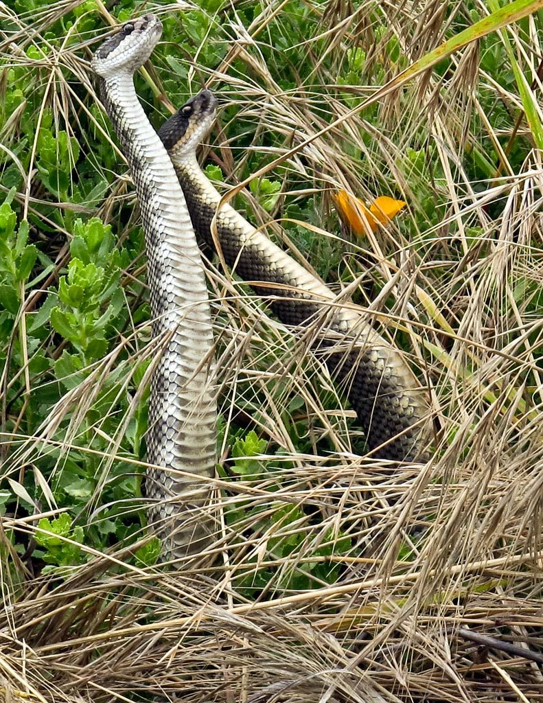 Rattlers-in-love? Montana de Oro, California.