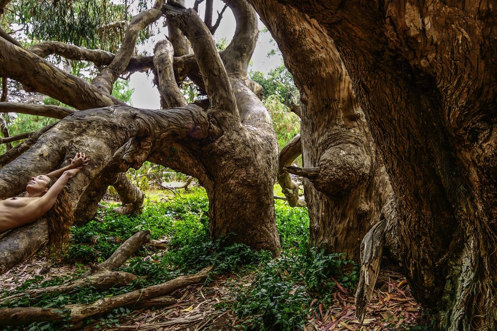 These gnarled old trees had plenty of room for some smoothness. San Simion Point, California. Lili with old eucalyptus.