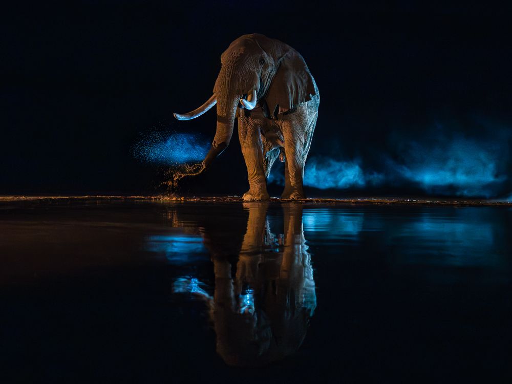 africa_elephant_blowing_water_night_hide.jpg
