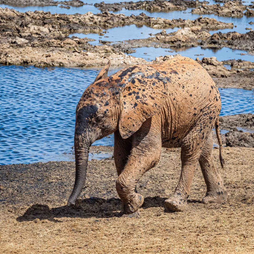 tsavo_elephant_baby_mud_bath.jpg