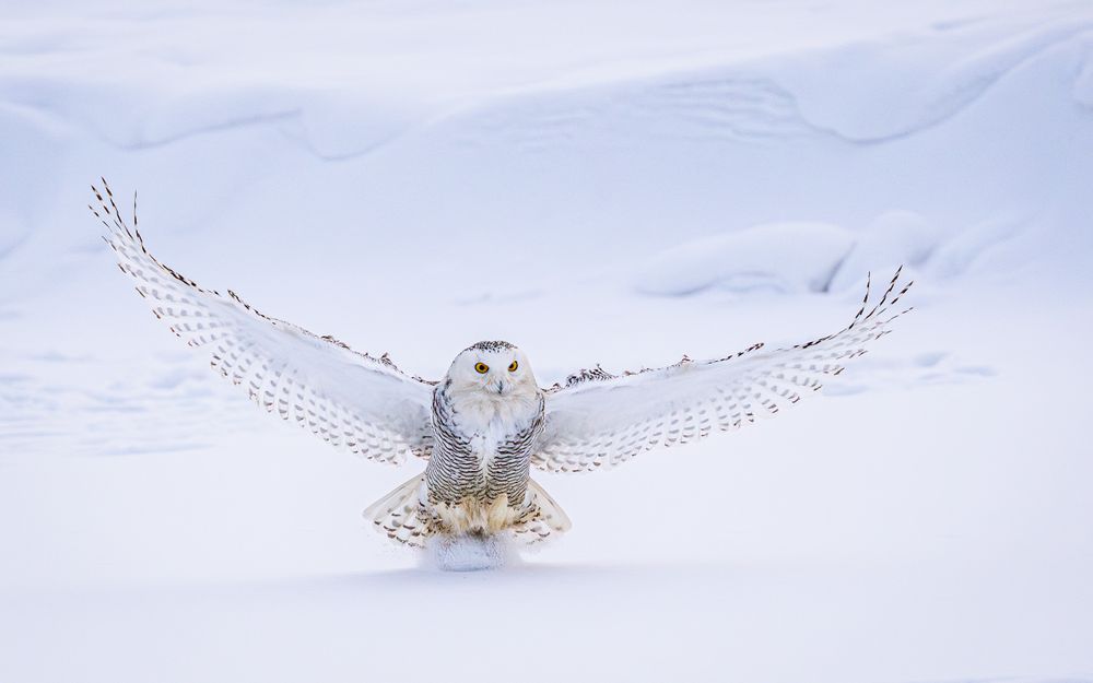 birds_canada_snowy_owl_landing_in_the_pond.jpg