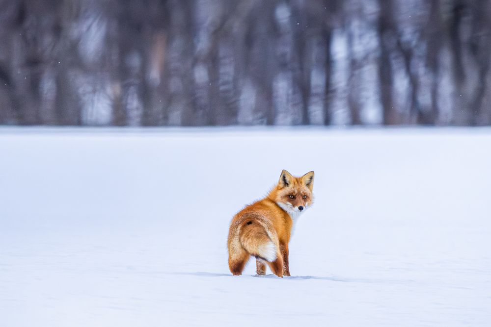 japan_red_fox_look_back.jpg