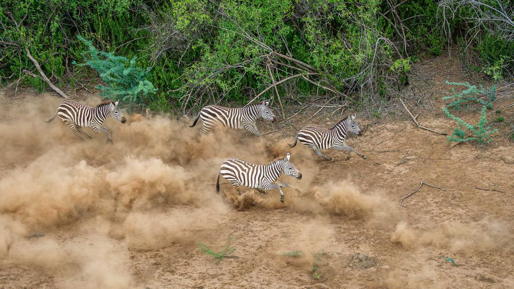 africa_dust_up_zebras_running.jpg