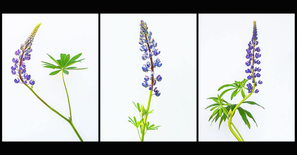 MISA_lupines_triptych.jpg