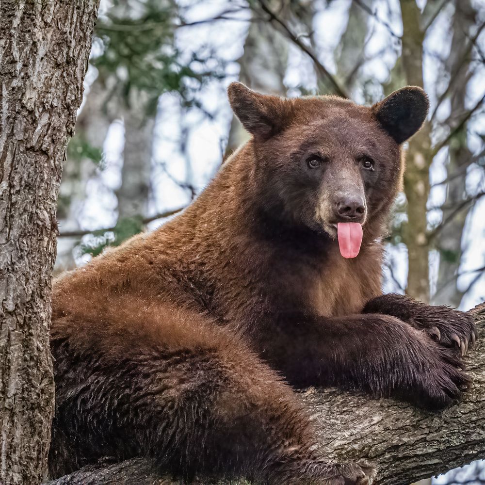 bear_in_tree_tongue_out.jpg