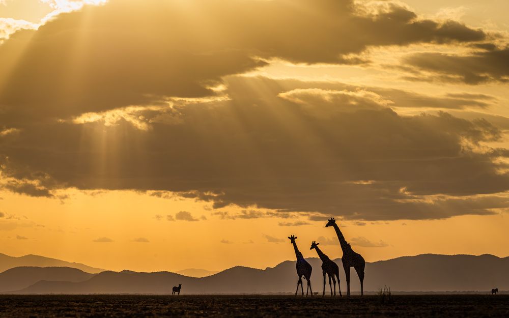 kenya_amboselli_giraffe_trio_dry_lake_sunset.jpg