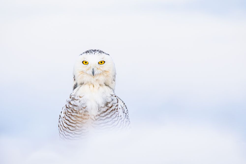 20250117_snowy_owl_up_in_the_clouds_0001.jpg