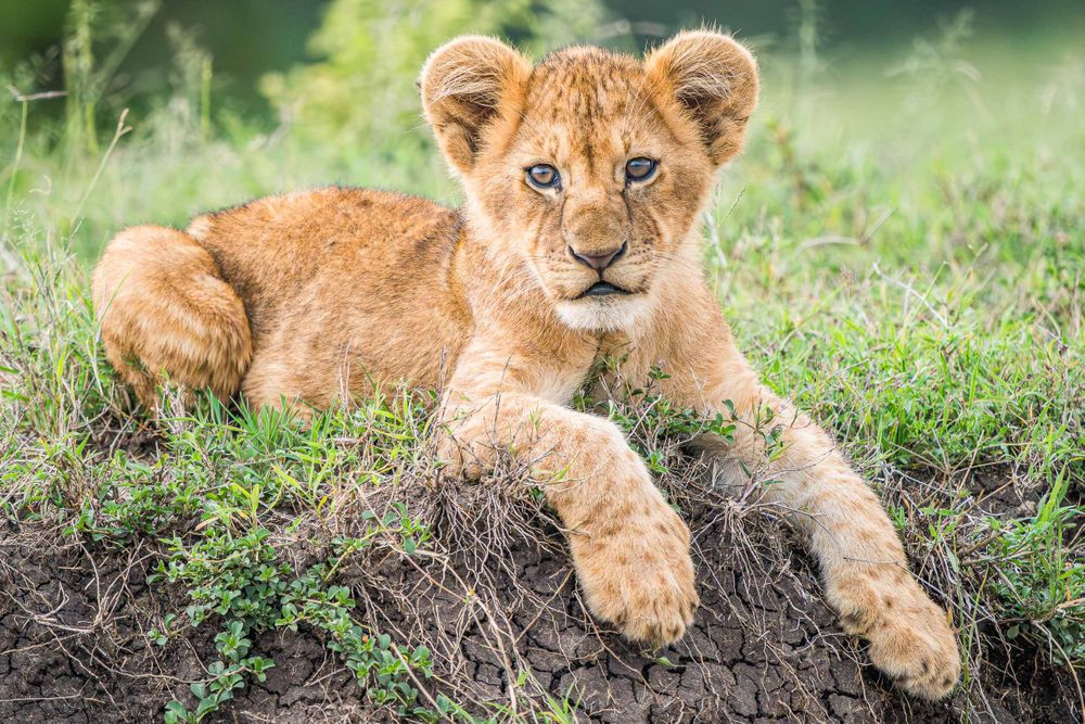 africa_lion_cub_stare.jpg
