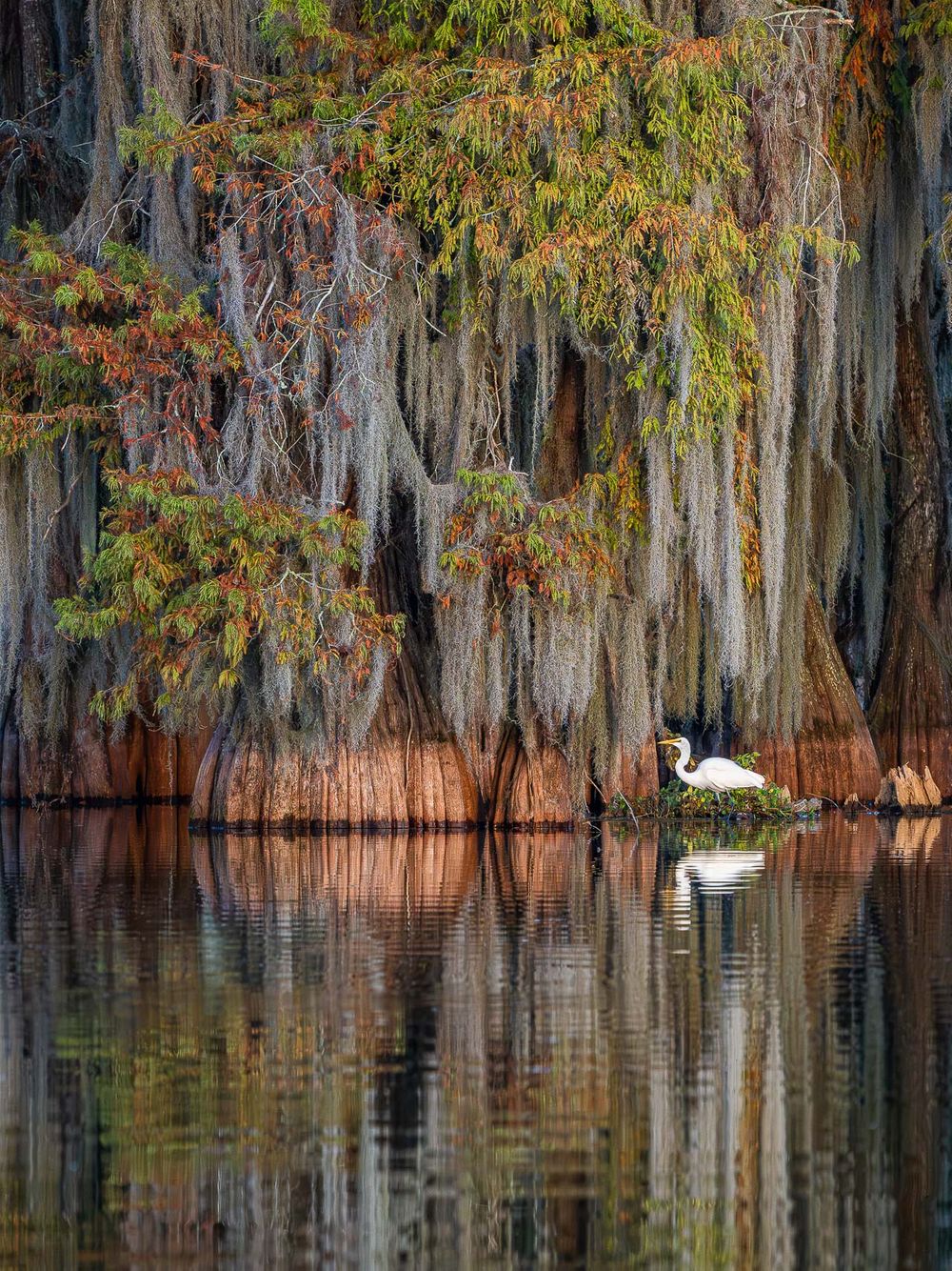 fall_colors_Louisiana_swamp_vertical.jpg