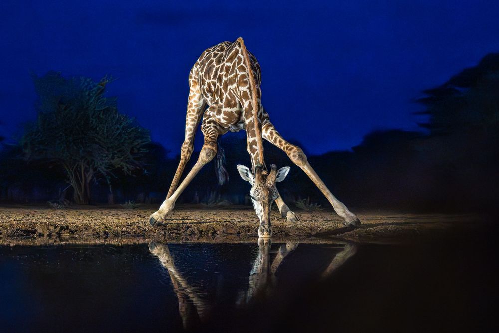 africa_giraffe_drinking_watering_hole.jpg