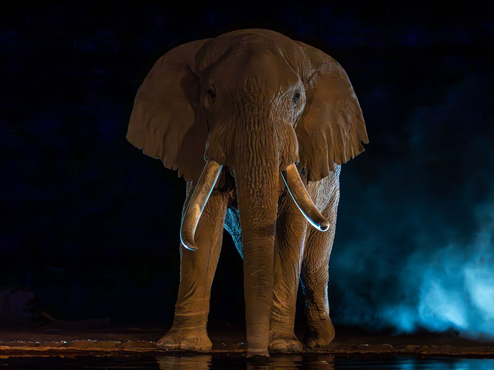 africa_lake_shompole_night_elephant_backlight.jpg