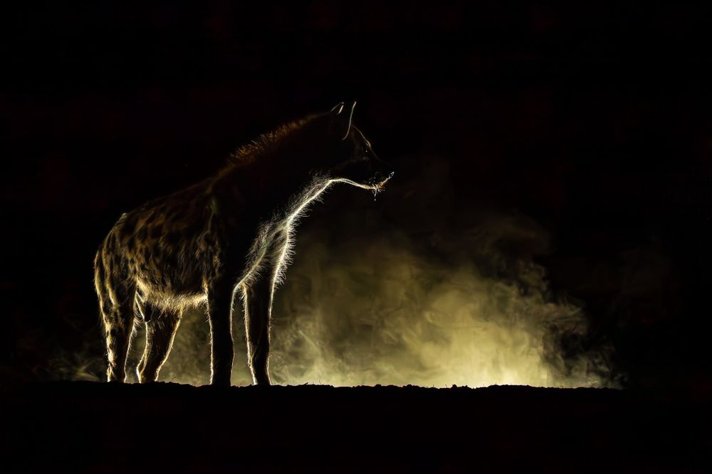 africa_bush_hide_hyena_backlit_1.jpg