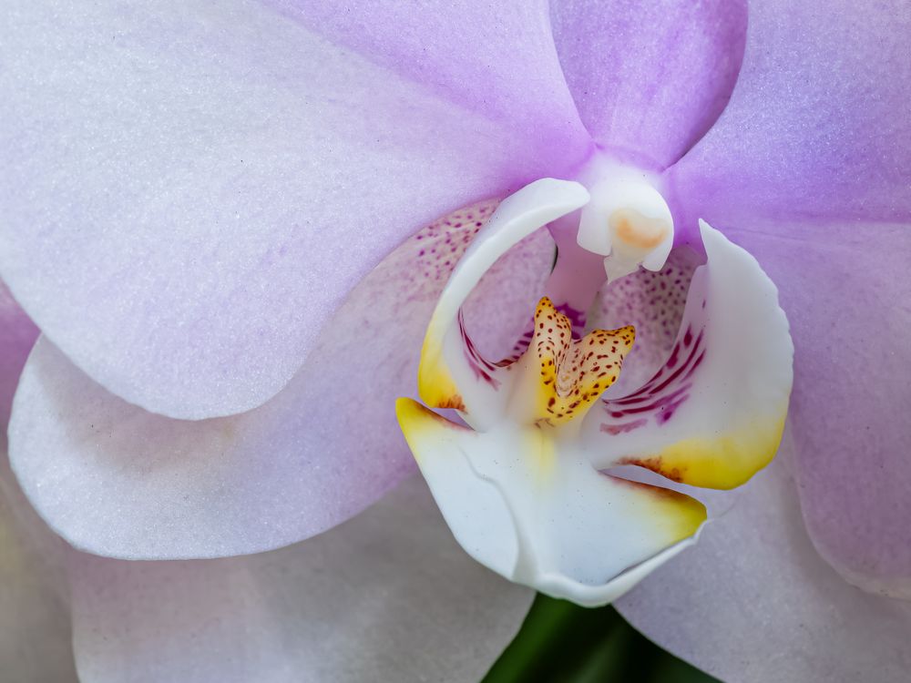 orchid_macro.jpg