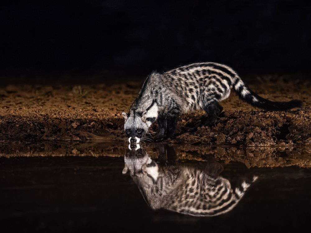 africa_civet.jpg