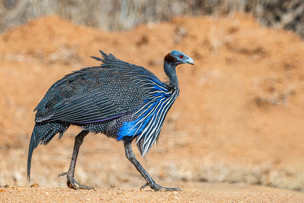 africa_guinea_fowl_strut.jpg