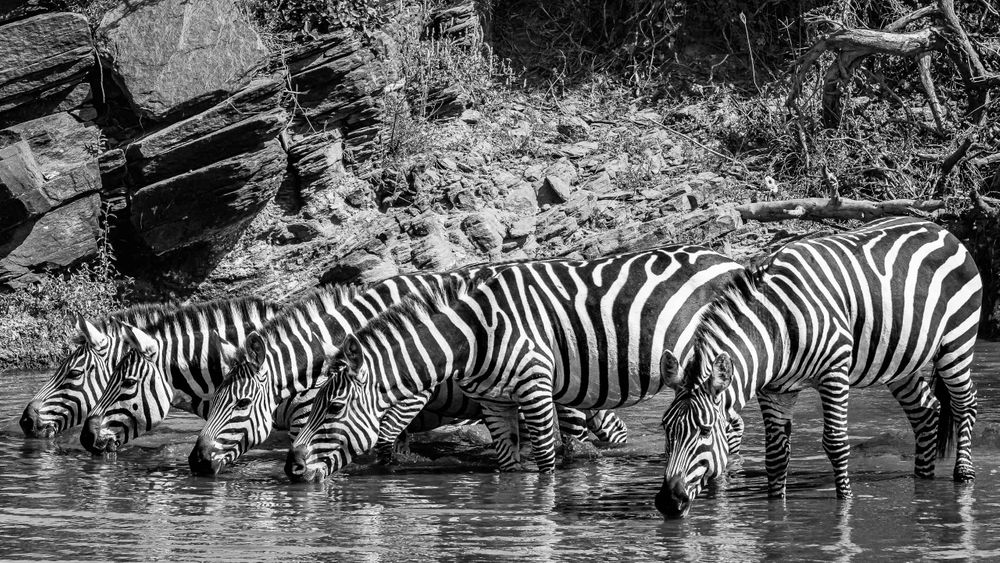 zebras_watering_hole.jpg