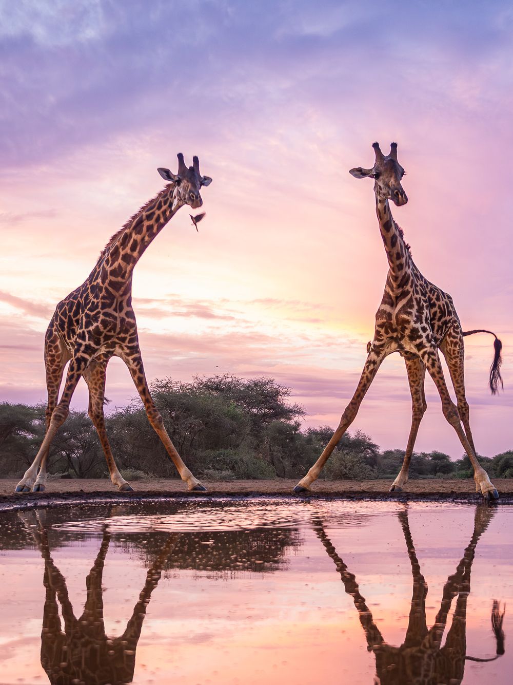 africa_giraffe_duo_sunrise_watering_hole.jpg
