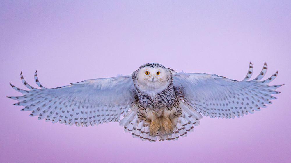 snowy_owl_pink_sunset_0001.jpg