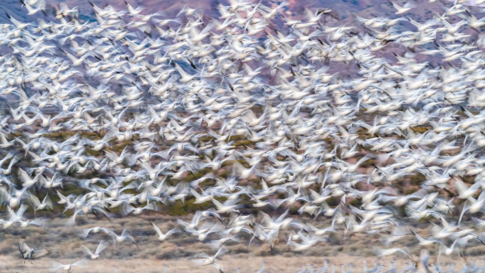 nm_bosque_flock_snow_geese_blur.jpg