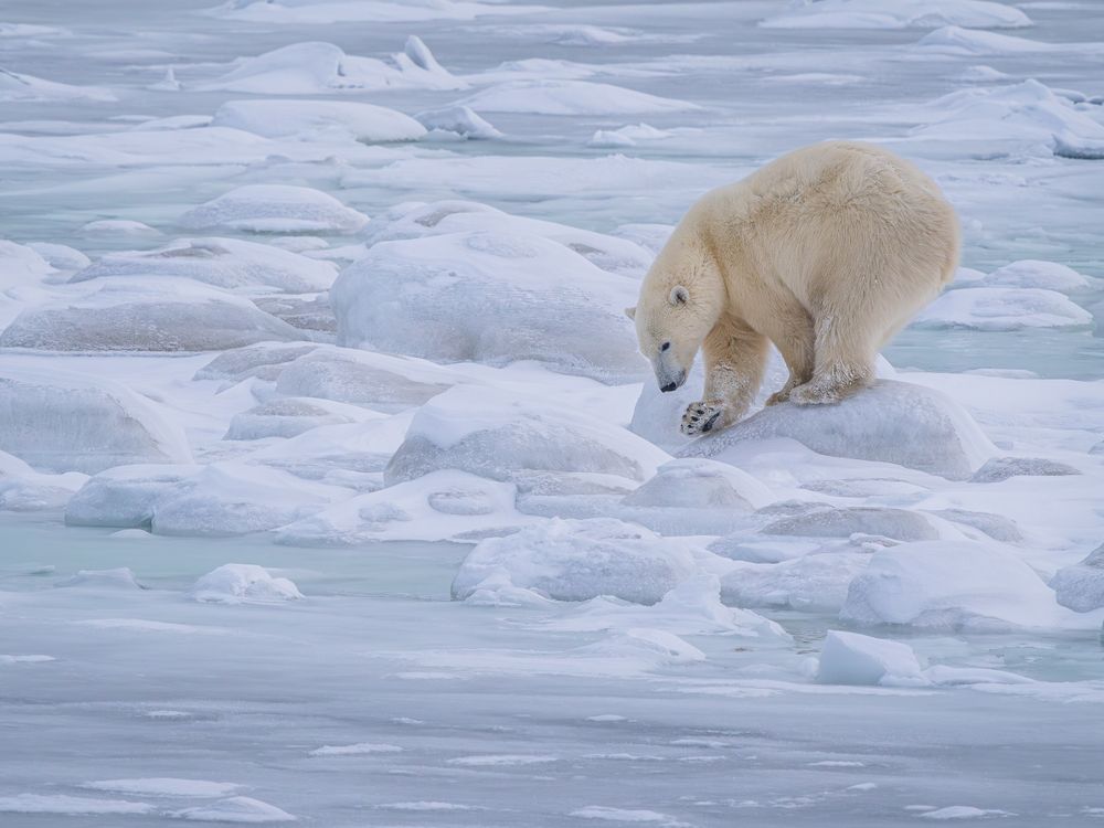 polar_bear_testing_the_frozen_water.jpg