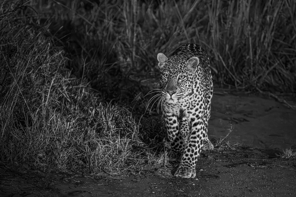 africa_kinyo_cub_black_and_white.jpg