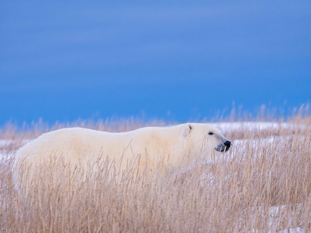 polar_bear_hiding_in_long_grasses.jpg