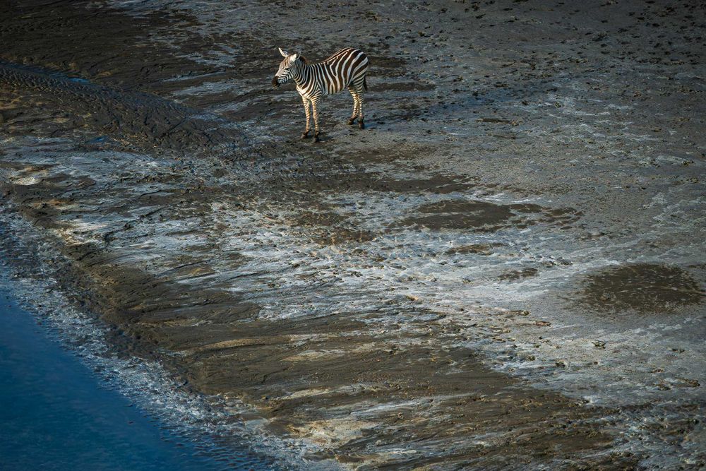 africa_one_lonely_zebra.jpg