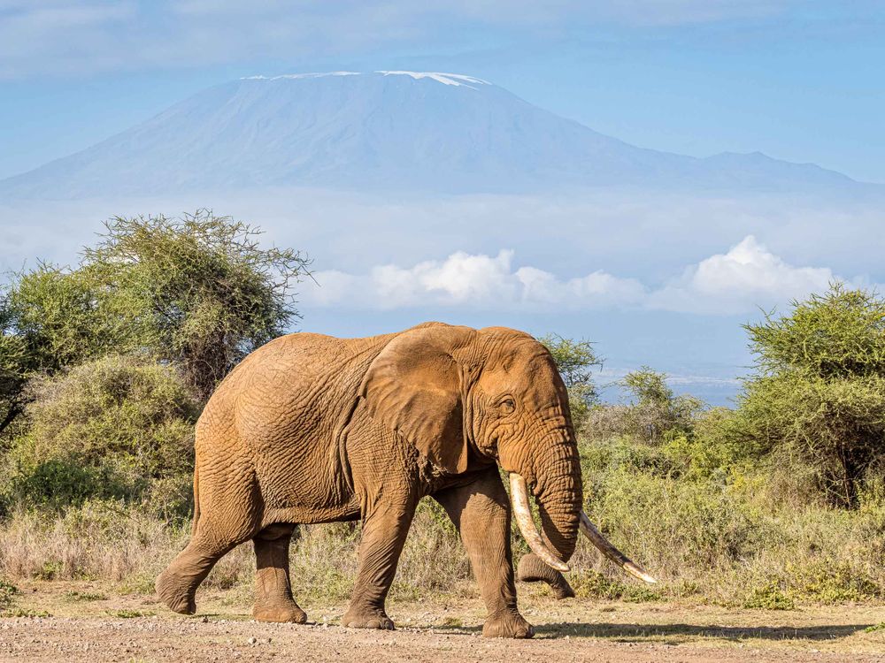 amboseli_elephant_mt_kilimanjaro.jpg